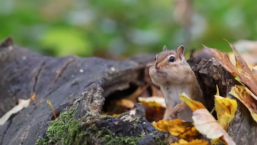 A closeup footage of a Siberian chipmunk eats seed in mossy log nook, cheeks puffed, amid yellow fall leaves, with blurred background
