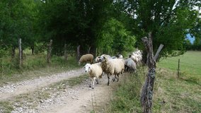 A flock of sheep moves along a narrow dirt trail beside wooden fences and thick green trees - Powered by Shutterstock - Get 15% off with code: PIKWIZARD15