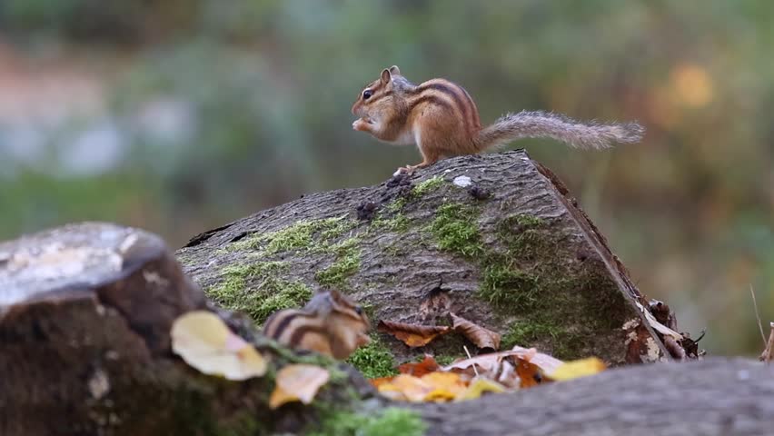 A natural wildlife scene with an eastern chipmunk (Tamias striatus) perched on a mossy log eating amid autumn leaves in soft outdoor light