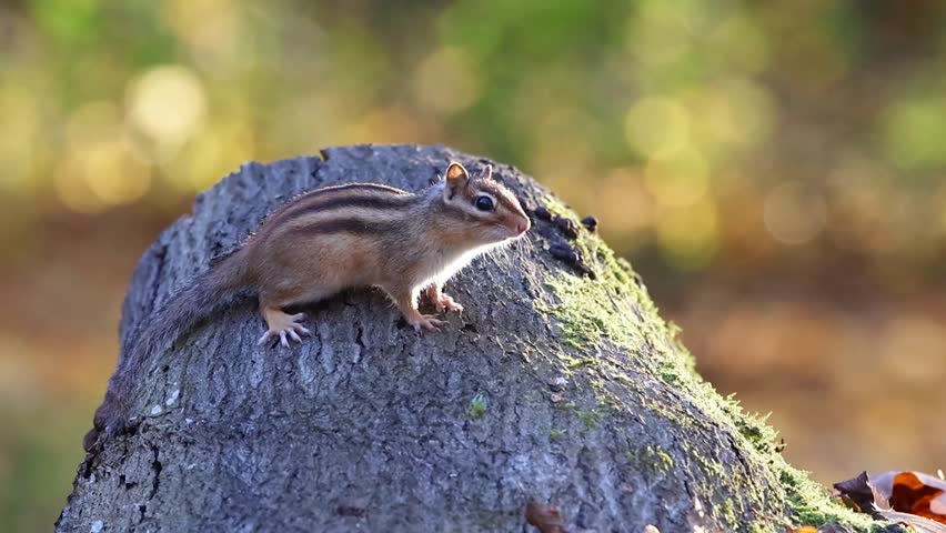 A small eastern chipmunk (Tamias striatus) standing alert on a sunlit mossy tree stump in a soft, warm forest setting