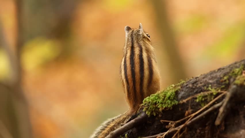 A small eastern chipmunk (Tamias striatus) seen from behind on a mossy log, framed by warm autumn colors and soft forest light