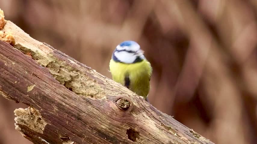 A small European blue tit, with white, blue, and yellow feathers, pecks at a rough, brown branch.