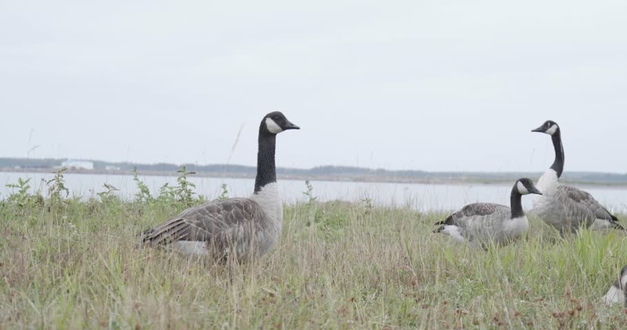A Flock of Canada Geese Walks through the Grass in front of the Water on Anticosti Island, Quebec, Canada