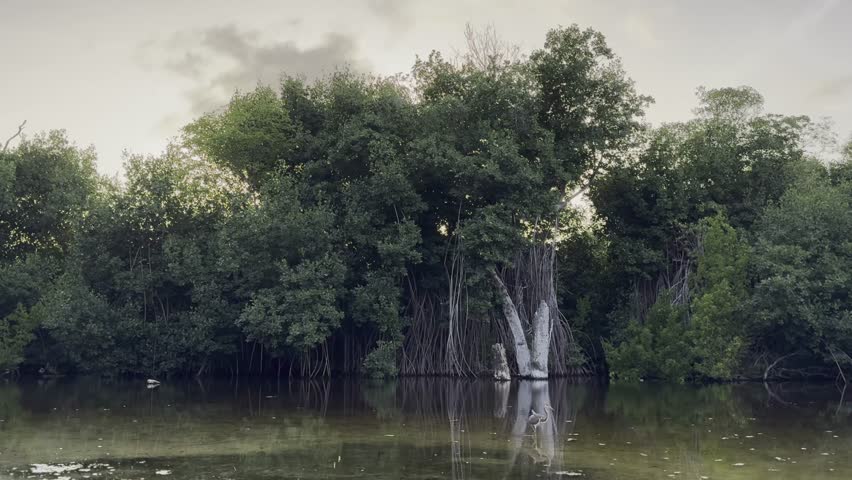 Wild Bird in Marshland Habitat