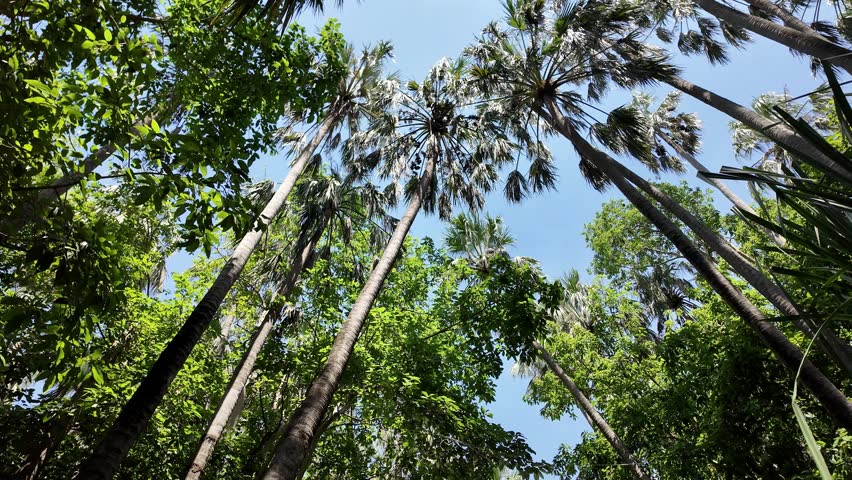 The Mataranka Thermal Pools are a series of geothermal hot spring system located in Elsey National Park in the Northern Territory, Australia. They are also known as the Mataranka Hot Springs