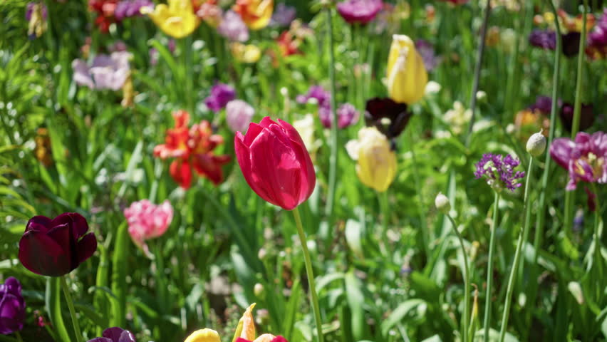 Colorful tulip garden in full bloom outdoors in the netherlands, showcasing vibrant red, yellow, and purple flowers amidst lush green foliage under a sunny sky.