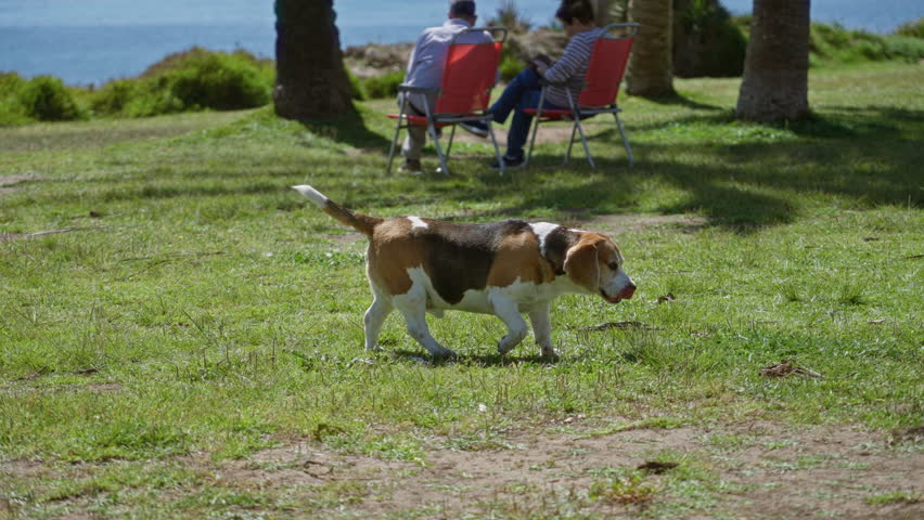 Beagle strolling on sunny grass near people relaxing outdoors by the seaside with palm trees and vibrant summer scenery.