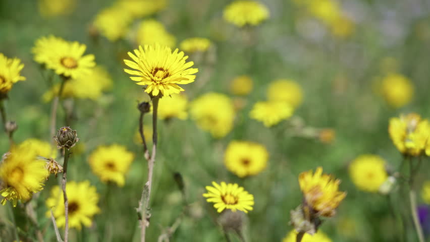 Vibrant yellow crepis flowers blooming in a sunny torrevieja field illustrating the beauty of spanish nature during a bright outdoor day.