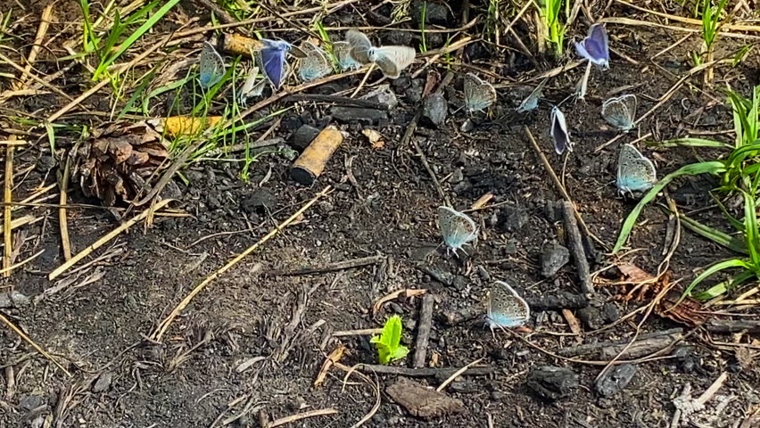 Blue Butterflies on Polluted Ground with Cigarette Butt.