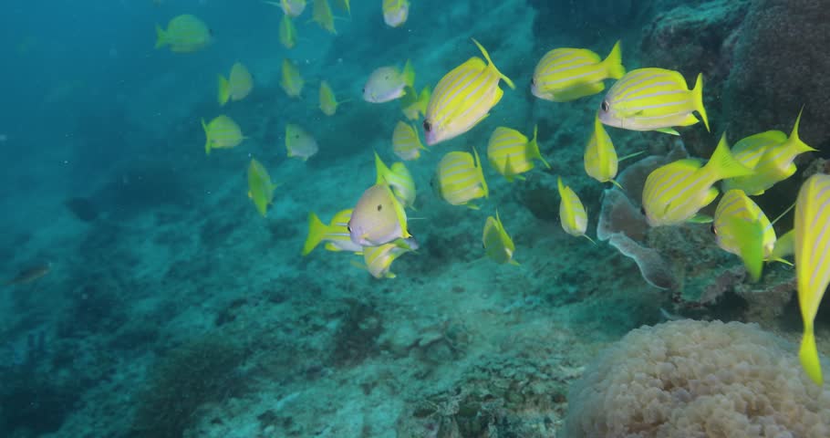 Underwater shot of Flock herd of bluestripe snapper fish bait ball hiding from the shark. A fish swimming around coral reef. Seascape with schooling yellow Jack fish around corals of the Caribbean Sea
