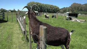 Brown goat grazing in sunny farm pasture - Powered by Shutterstock - Get 15% off with code: PIKWIZARD15