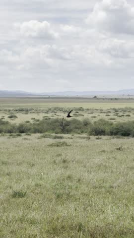 Cheetah Attacking a Buffalo Herd in the Wild 