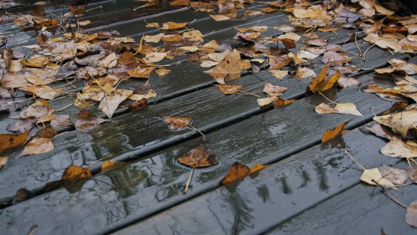 Yellow and brown leaves rest on a rain-soaked wooden deck featuring visible water puddles. The damp autumn texture highlights the contrast between the dark wet wood and bright foliage.