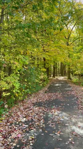 Trekking through a lush autumn forest