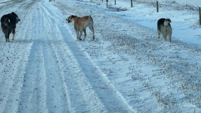 Dogs Traveling a Cold, Snow-Lined Road Through Remote Countryside