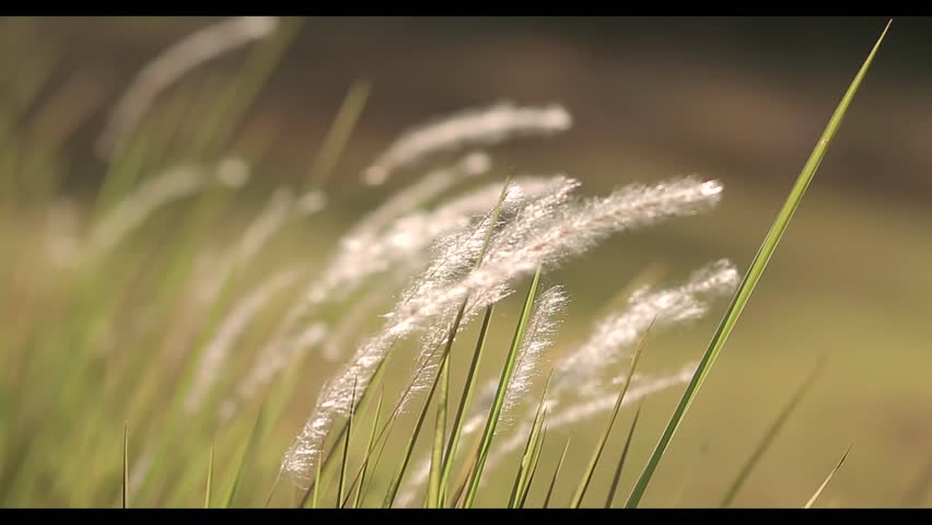 white wild grass flowers blown by the wind.with blurred background.