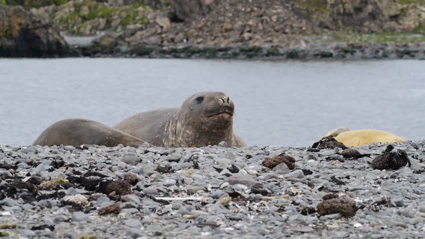 Elephant Seal on the beach resting 
