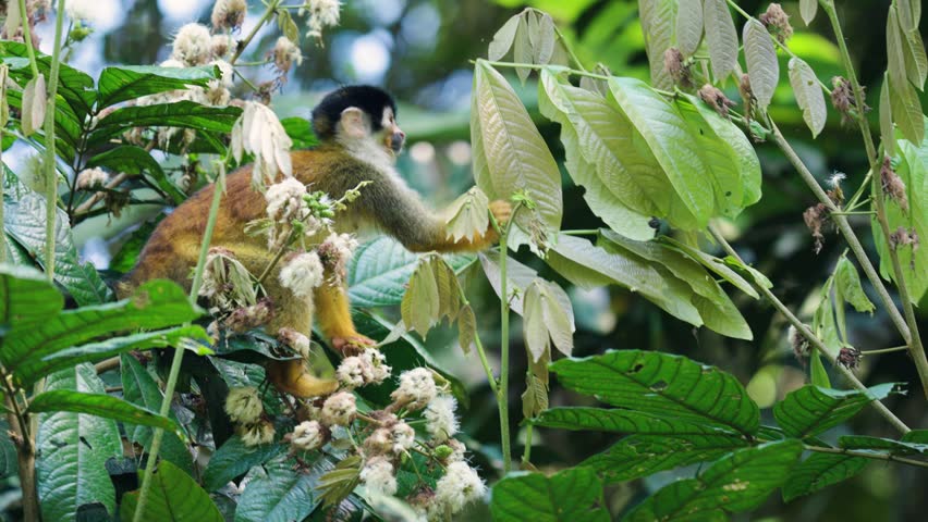 Adorable central american squirrel monkey foraging for food. The primate is sitting on a branch, eating white flowers in the sierpe mangrove forest