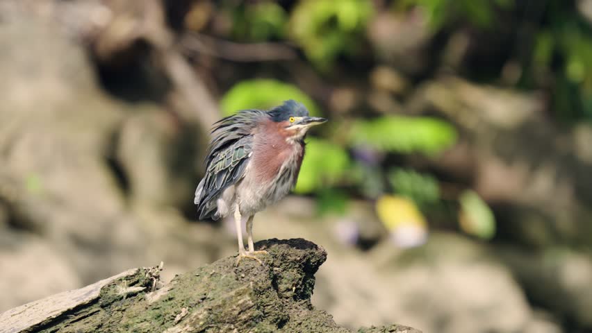 Small green heron standing on a mossy log in the wild. Beautiful wildlife scenery from the sierpe mangrove forest in costa rica
