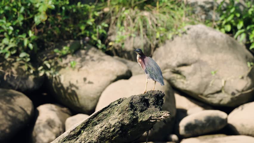Green heron perching on a fallen tree log along the rocky bank of a river. The wild bird looks around its natural habitat in costa rica