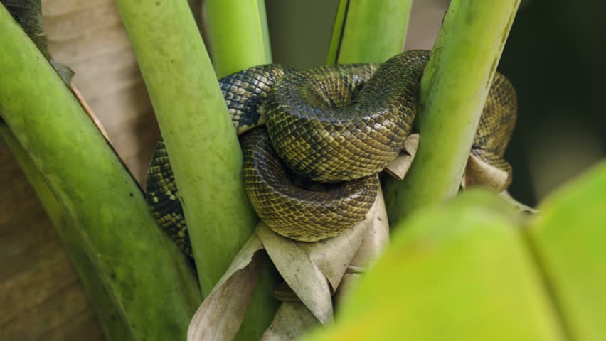 Close-up of a large green anaconda coiled around tree branches in the sierpe mangrove forest in costa rica. The snake rests motionless