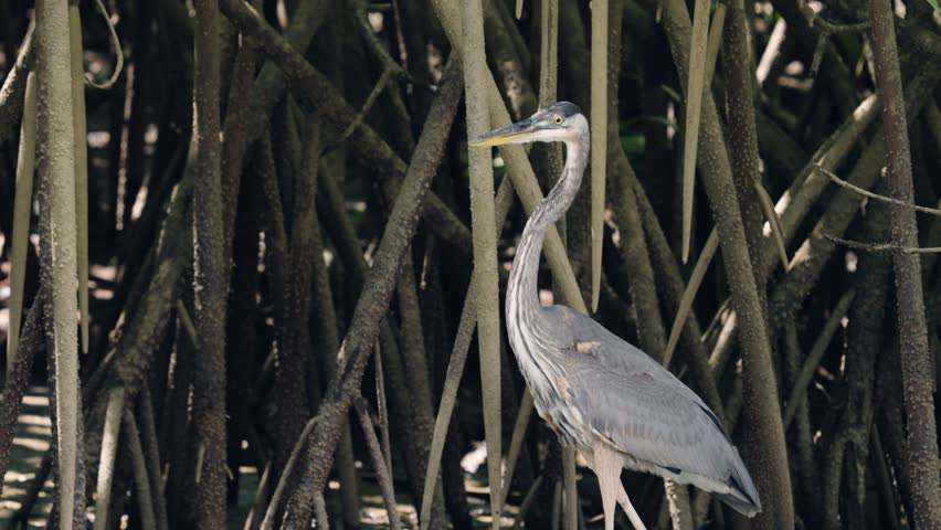 Majestic great blue heron carefully stalking prey among the intricate roots of a lush mangrove swamp in sierpe, costa rica