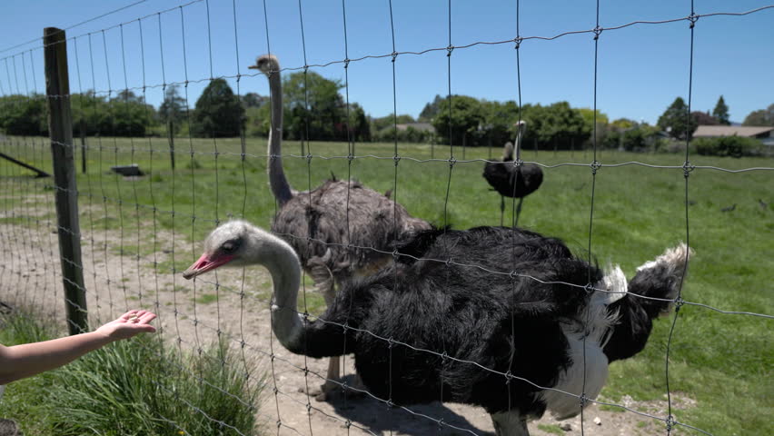 Ostriches eating near fence in sunny field