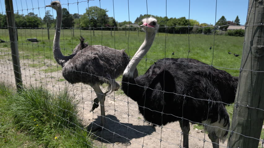Two ostriches watching visitors behind fence