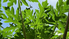 Low-angle shot looking up through the large, vibrant green, star-shaped leaves of a Papaya tree against a bright blue sky, with strong sunlight filtering through. Carica papaya. - Powered by Shutterstock - Get 15% off with code: PIKWIZARD15