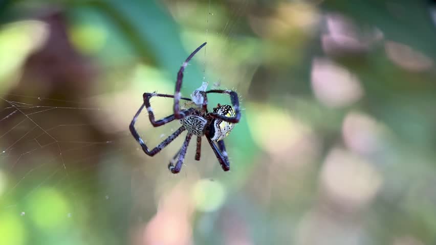 Close-up macro of a banded Argiope garden spider (St. Andrew's Cross Spider) hanging on its web, showing its striped legs and distinctive abdomen pattern.
