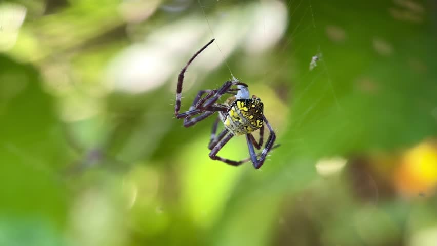 Extreme macro of a spider with a distinctive yellow and black patterned cephalothorax, hanging upside down on a delicate thread in the forest.