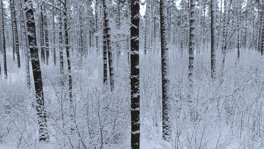 Snow covers tall pine trunks, shrubs as drone sweeps through Nordic forest calm