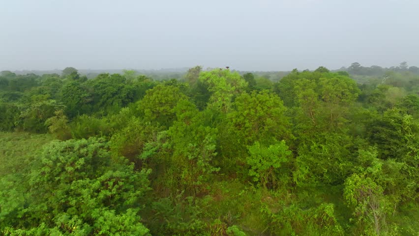 Wide view across dense lowland forest with distant haze and rolling greenery in Sri Lanka.