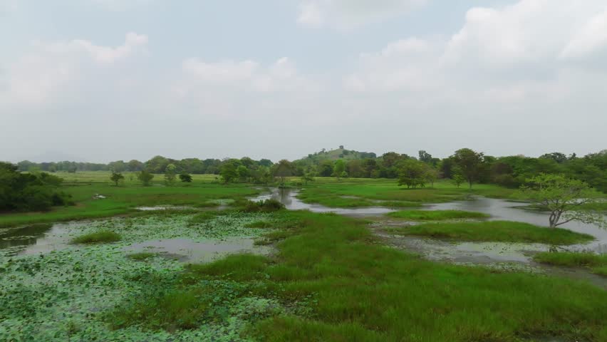 Shallow channels and pools weave through the marsh with tree line beyond in Sri Lanka.