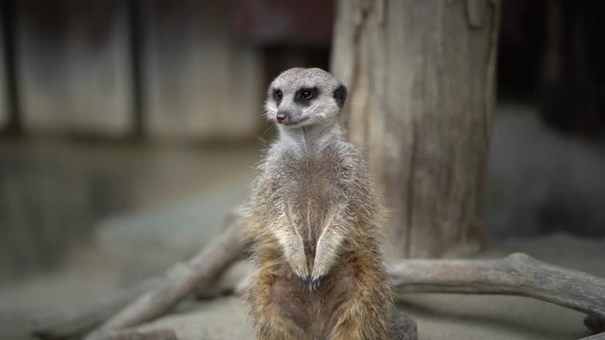 Medium Shot of a Meerkat Standing Guard As It Looks Around