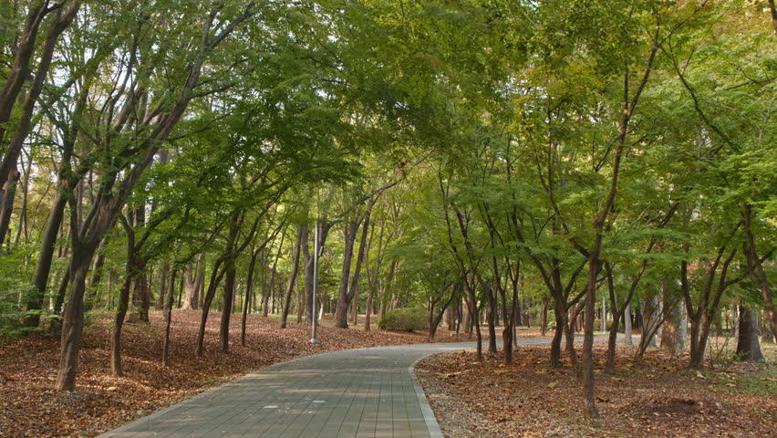 A Serene Winding Paved Path Meanders Through A Verdant Forest With Brown Fallen Leaves, Shot With Real-time Footage Under Natural Light.