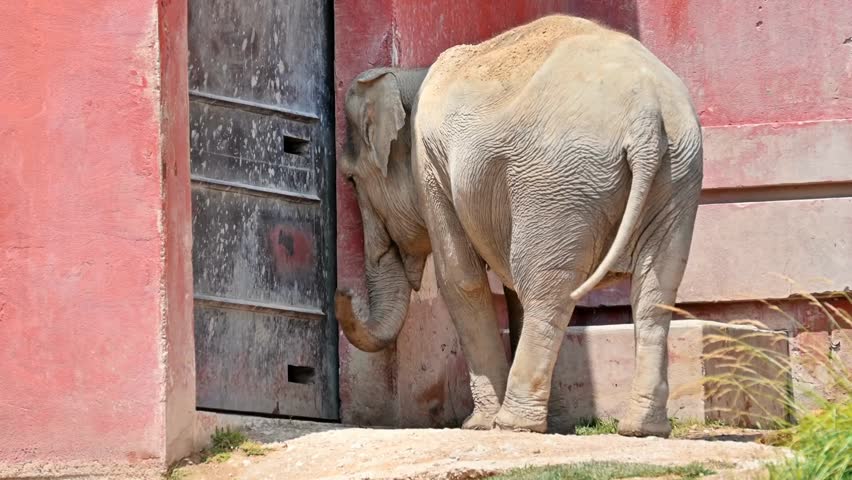 A playful elephant interacts with a door at Terra Natura Zoo, Benidorm, showcasing intelligent and curious wildlife behavior.