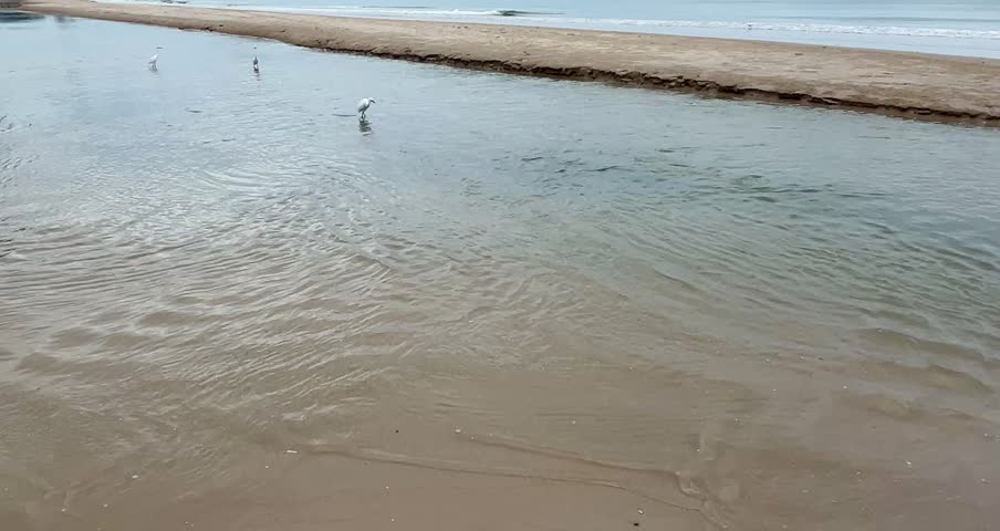 White little egret on beach