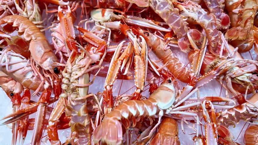 Close-up view of pile of fresh Norway langoustes arranged on a market stall iced table.