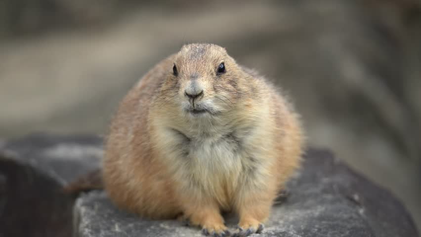 Black-tailed Prairie Dog Looking Around (Handheld)