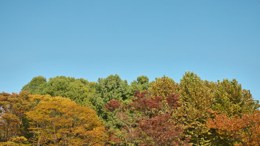 Vibrant Autumn Trees Displaying Colorful Foliage Against A Bright Blue Sky In A Serene Park On A Sunny Day, Captured With Natural Light.