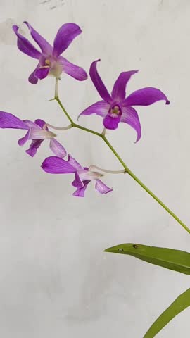 Dendrobium Discolor Pink x Dendrobium Burana Stripe, sometimes this flower have fragrance. This orchid was crossed by Indonesian people in East Java. Photo taken from Jakarta,Indonesia on October 2025