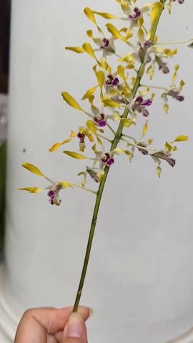 Dendrobium Jaydee Jim (parents are Dendrobium gouldii × Dendrobium canaliculatum), sometimes have fragrance. Photo taken from my garden in Jakarta, Indonesia on October, 2025.