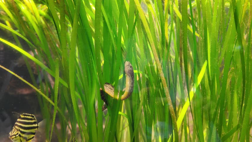 Fish swimming among green aquatic plants in freshwater aquarium