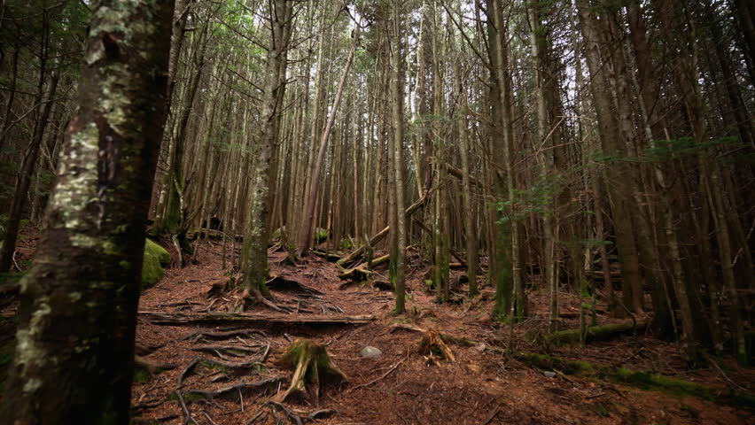 Walking uphill through a dense forest with tall, thin trees stretching upward, forming a natural corridor. The forest floor is covered with pine needles, roots.