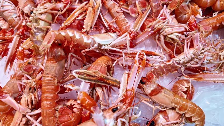 Norway lobster Nephrops norvegicus, scampi or langoustine, moving atop ice at fish market, with slender pincers and translucent legs, demonstrating freshness and premium seafood quality.