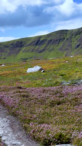 Camera moves along a scenic mountain trail, heather and wildflowers under bright daylight skies