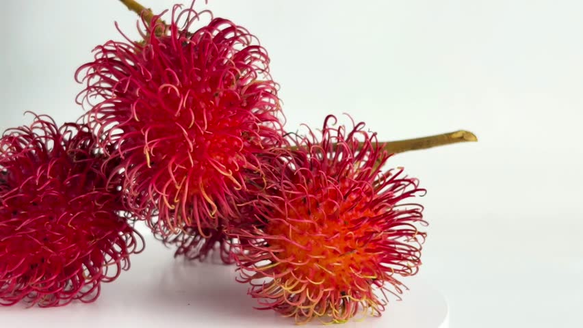 Ripe red rambutan on a branch isolated on white background. Tropical Southeast Asian fruit with hairy red skin and sweet white flesh rich in nutrients. copy space