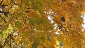 Seamless loop autumn leaves in shades of yellow and green, with sunlight filtering through the foliage texture background - Powered by Shutterstock - Get 15% off with code: PIKWIZARD15