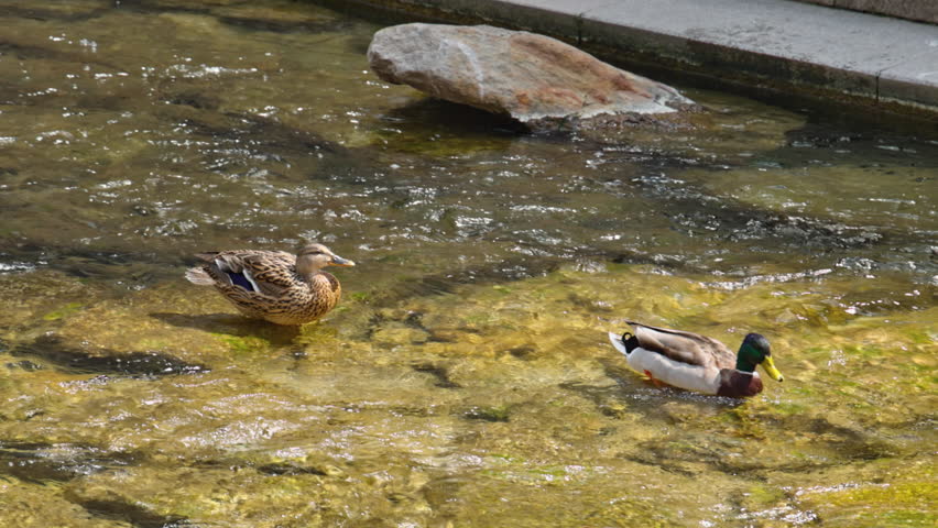 Two Mallard Ducks Swimming And Standing In A Clear Shallow Stream With A Rock Under Natural Light, Captured As Real-time Footage.